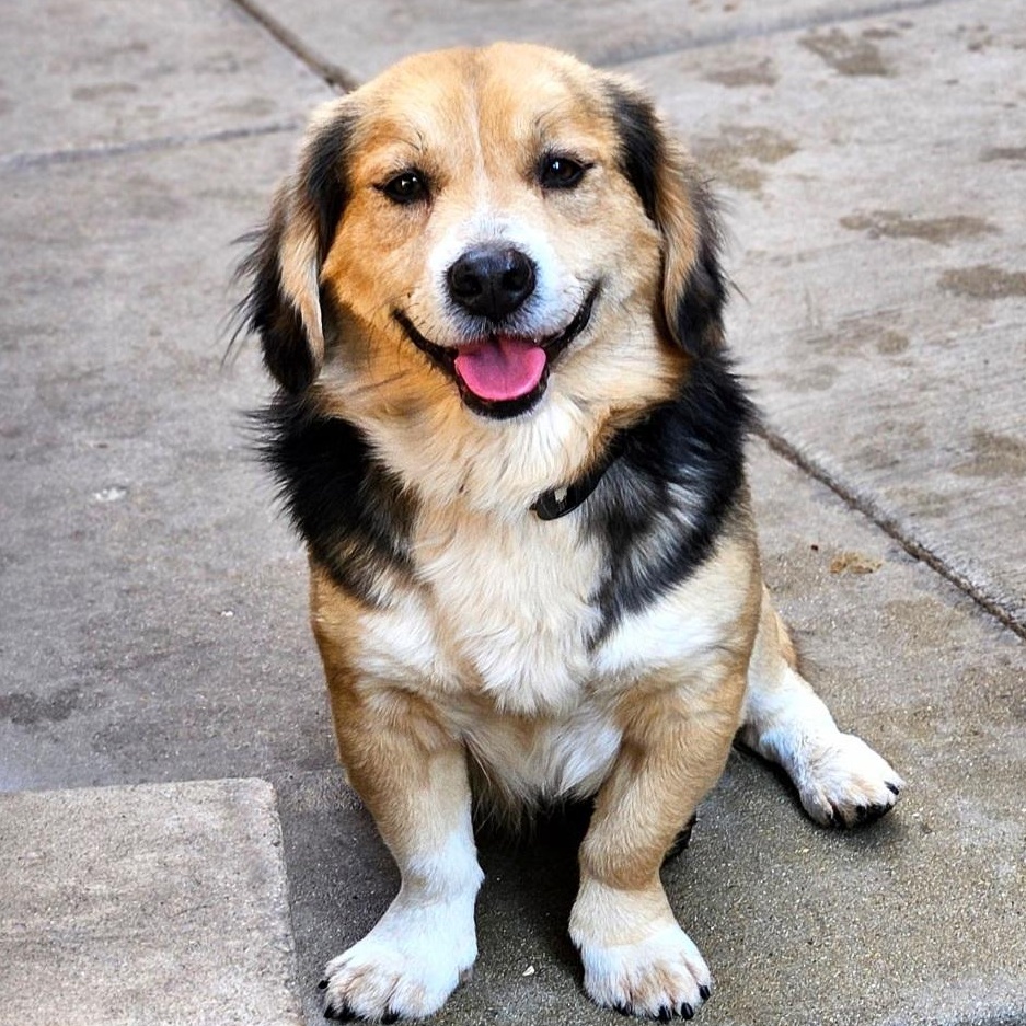 Lucky (Apps closed!), ADOPTABLE, Young Male Beagle & Corgi.