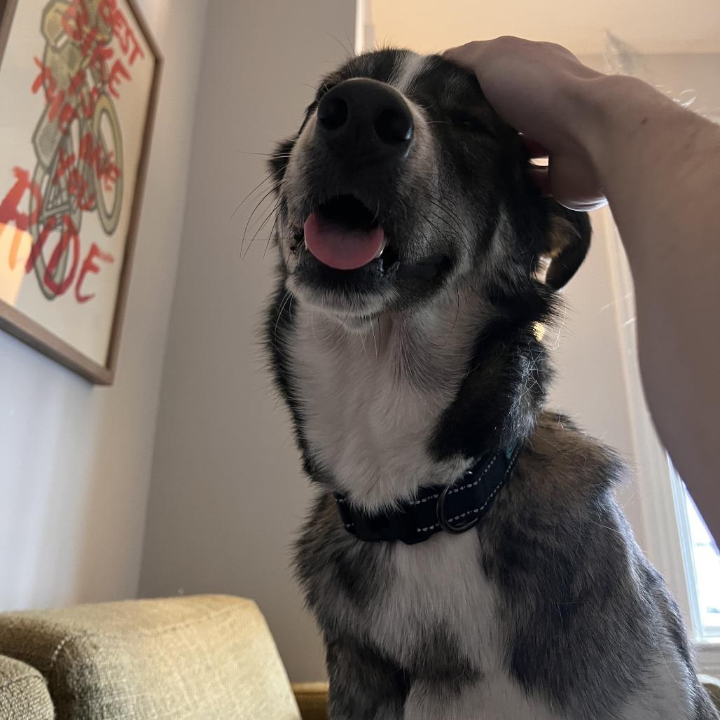 Enlarge Marvey, a Adoptable mixed breed in St. Paul, MN image 2/6