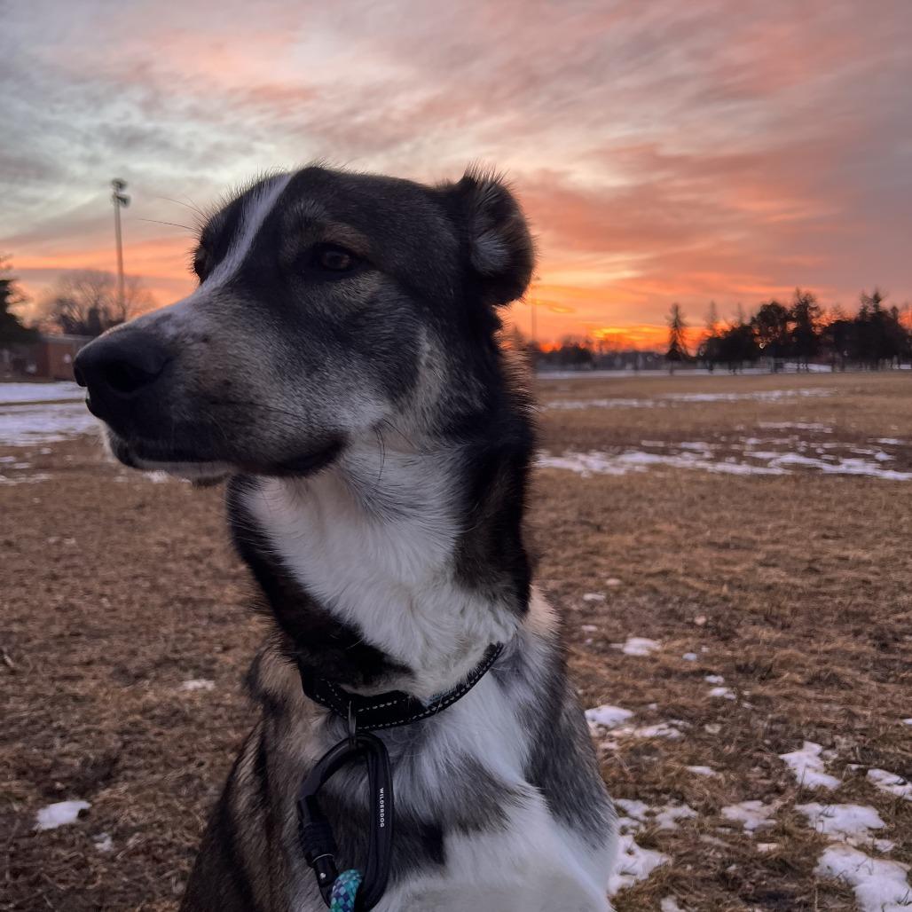 Enlarge Marvey, a Adoptable mixed breed in St. Paul, MN image 3/6