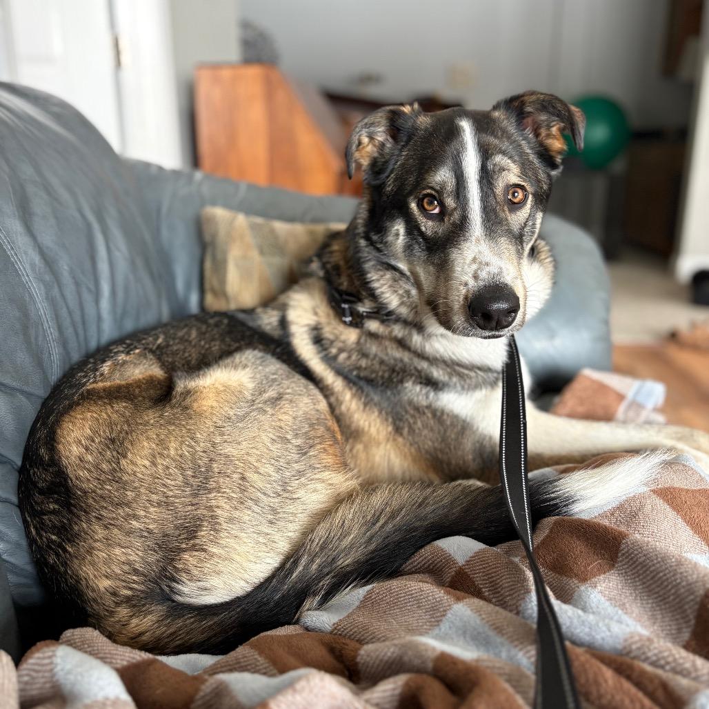 Enlarge Marvey, a Adoptable mixed breed in St. Paul, MN image 4/6