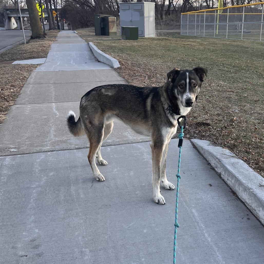 Enlarge Marvey, a Adoptable mixed breed in St. Paul, MN image 5/6
