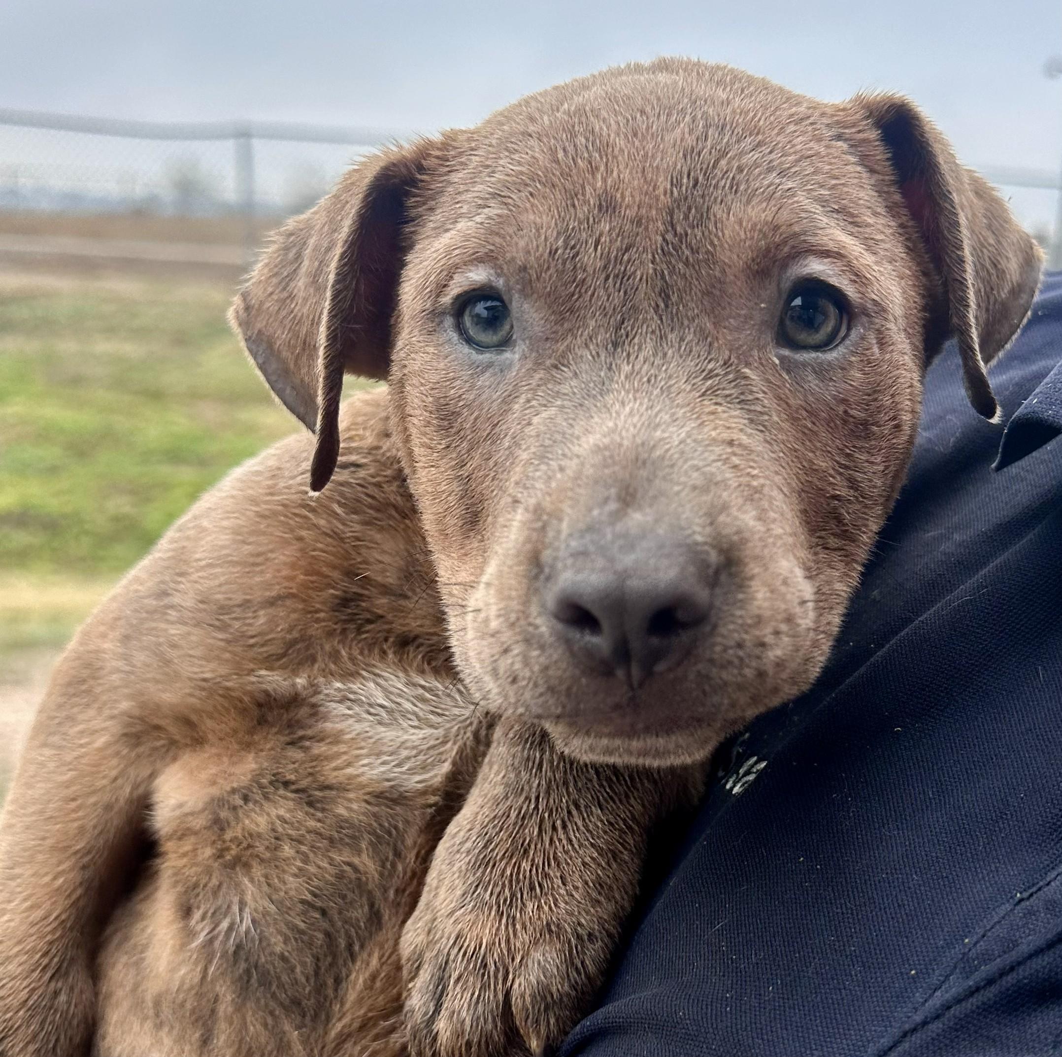 Chip - Tagged4Rescue, Adoptable, Puppy Male American Staffordshire Terrier.
