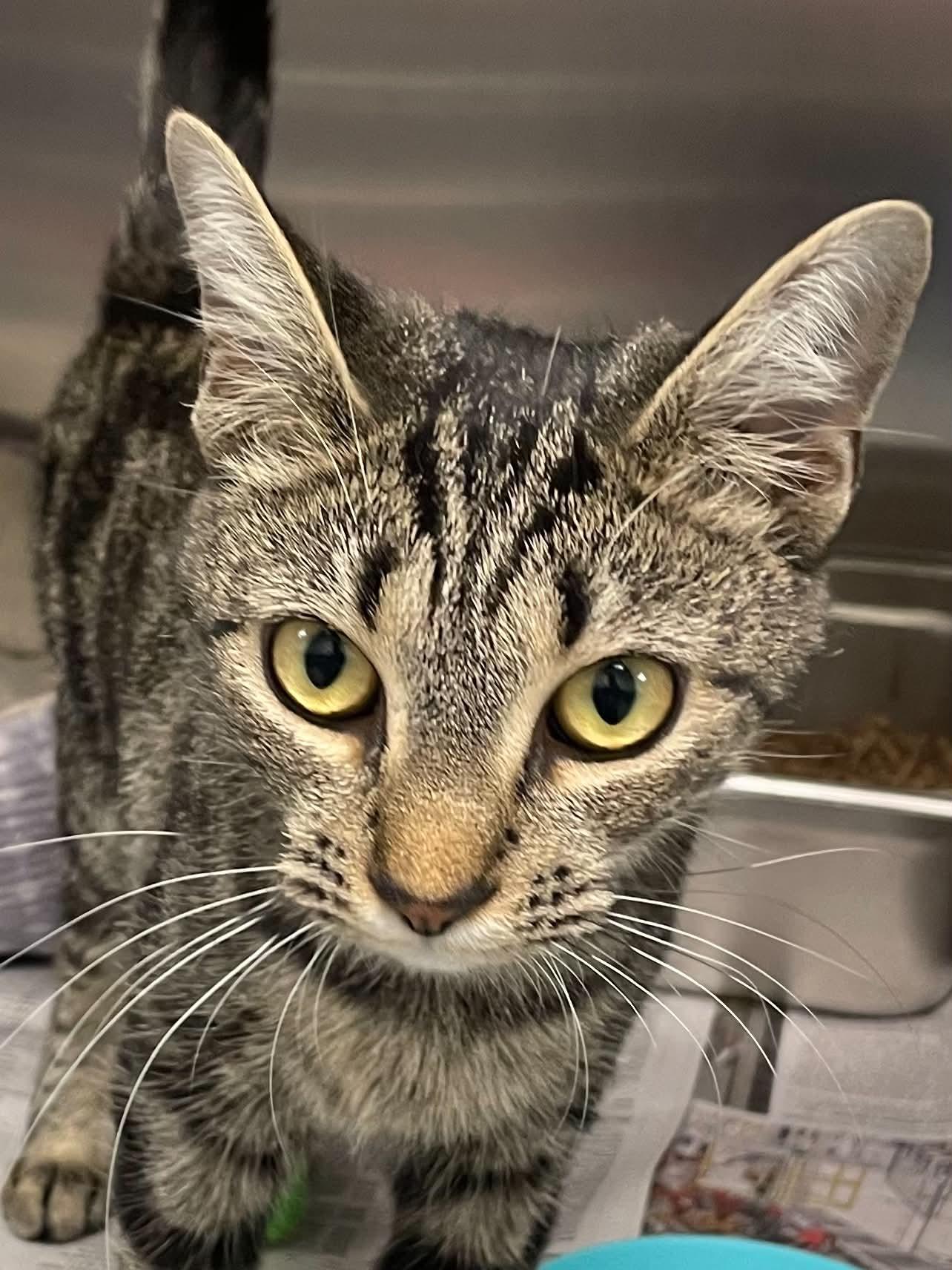 Enlarge Zara, a Adoptable Domestic Short Hair in Covington, VA image 1/1