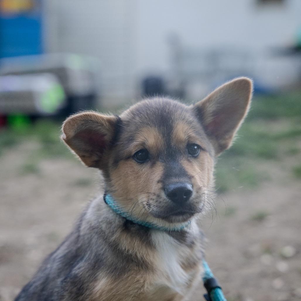 Viper, Adoptable, Puppy Male Shepherd & Mixed Breed.