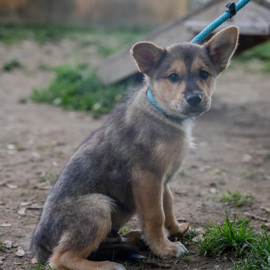 Enlarge Viper, a Adoptable mixed breed in Pawling, NY image 2/6