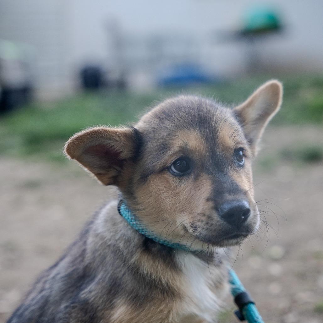 Enlarge Viper, a Adoptable mixed breed in Pawling, NY image 3/6