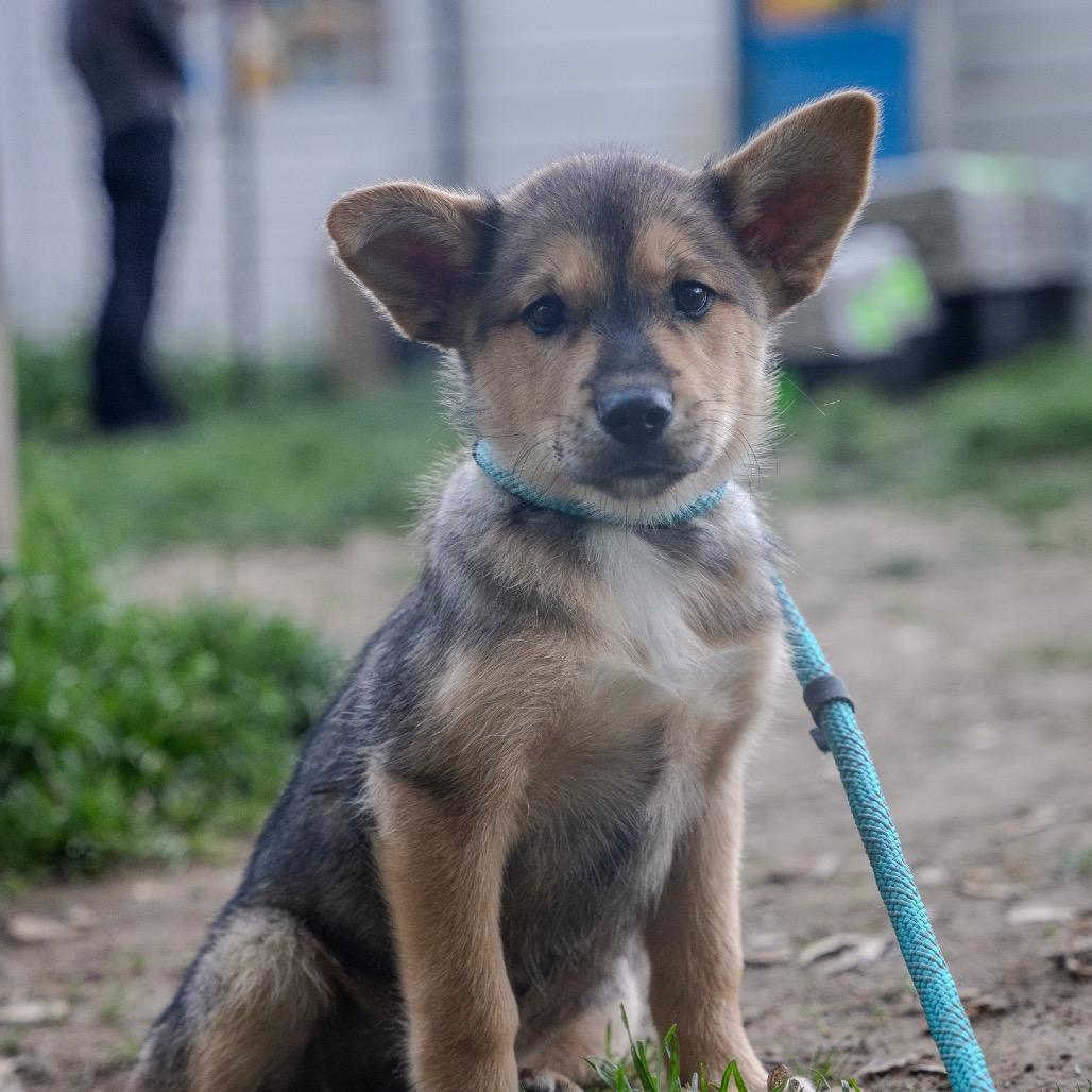 Enlarge Viper, a Adoptable mixed breed in Pawling, NY image 4/6