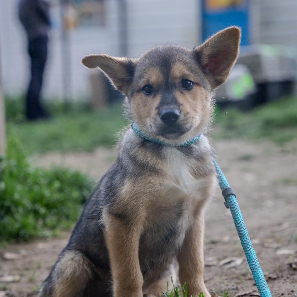 Enlarge Viper, a Adoptable mixed breed in Pawling, NY image 5/6