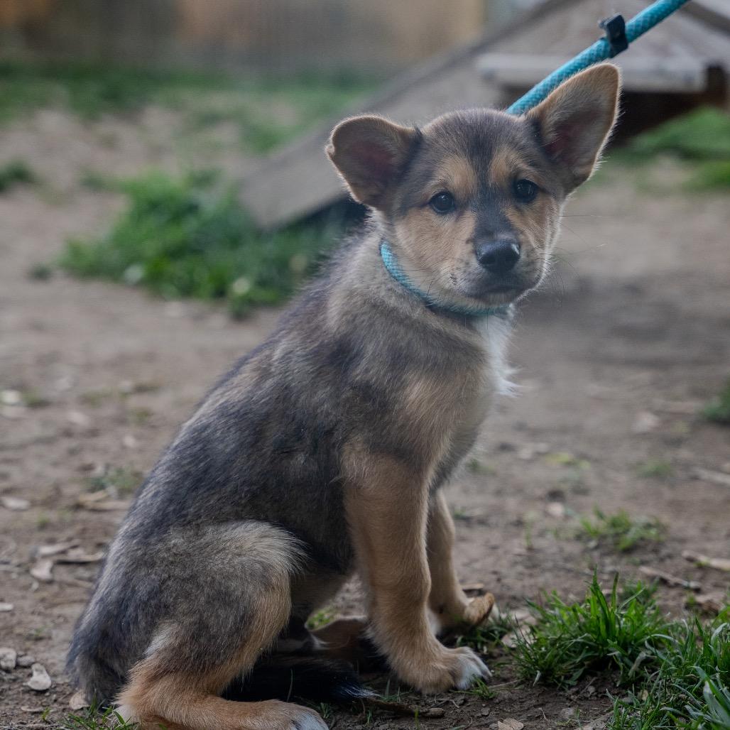 Enlarge Viper, a Adoptable mixed breed in Pawling, NY image 6/6