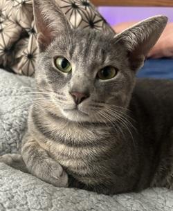 Sammy & Kiwi, a Adoptable mixed breed in Raleigh, NC image 2/4