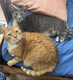 Sammy & Kiwi, Adoptable, Adult Male Domestic Short Hair.