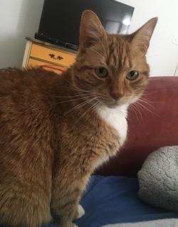 Sammy & Kiwi, a Adoptable mixed breed in Raleigh, NC image 3/4