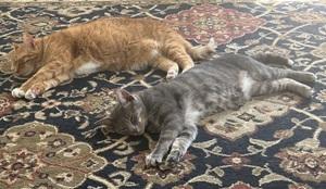 Sammy & Kiwi, a Adoptable mixed breed in Raleigh, NC image 4/4