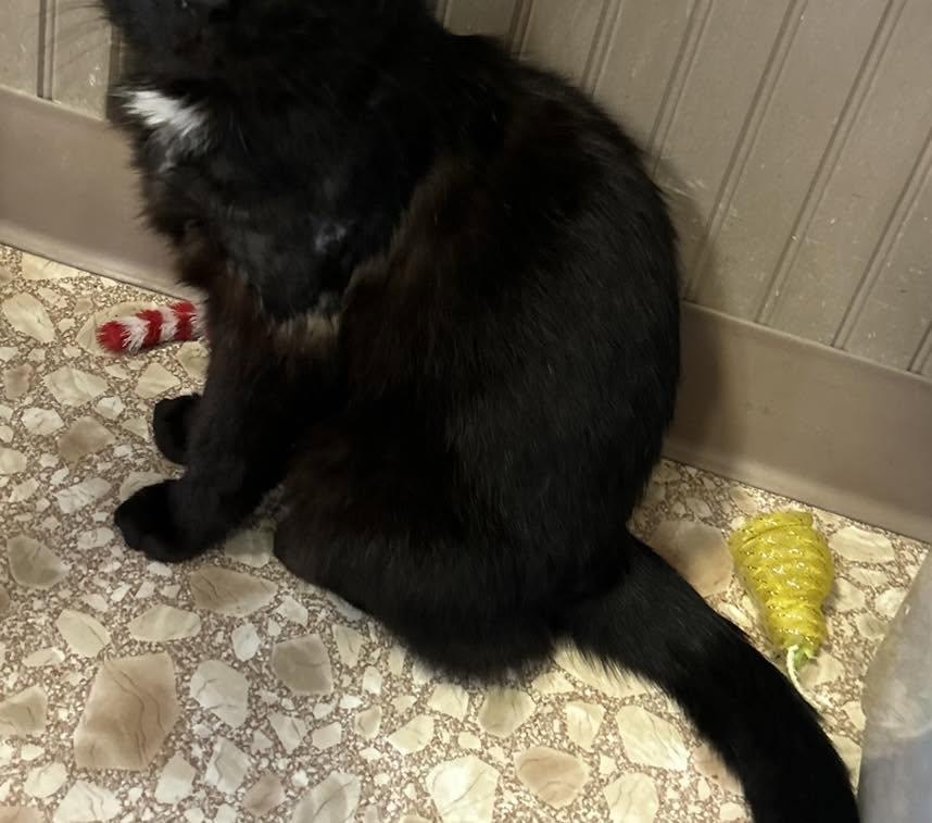 Midnight, an adopted Domestic Medium Hair in Richmond Dale, OH image 2/2