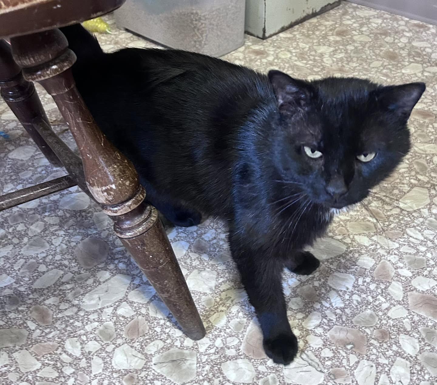 Midnight, an adopted Domestic Medium Hair in Richmond Dale, OH image 1/2