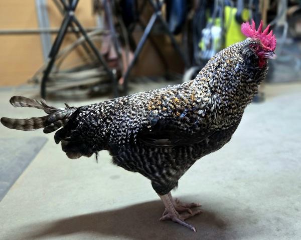 Chester, Adoptable, Young Male Chicken.