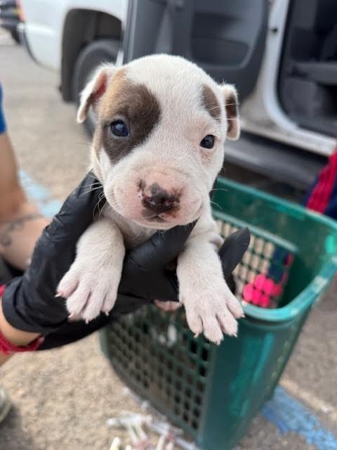 Enlarge Sofie, a Adoptable Mixed Breed in Hobbs, NM image 1/1