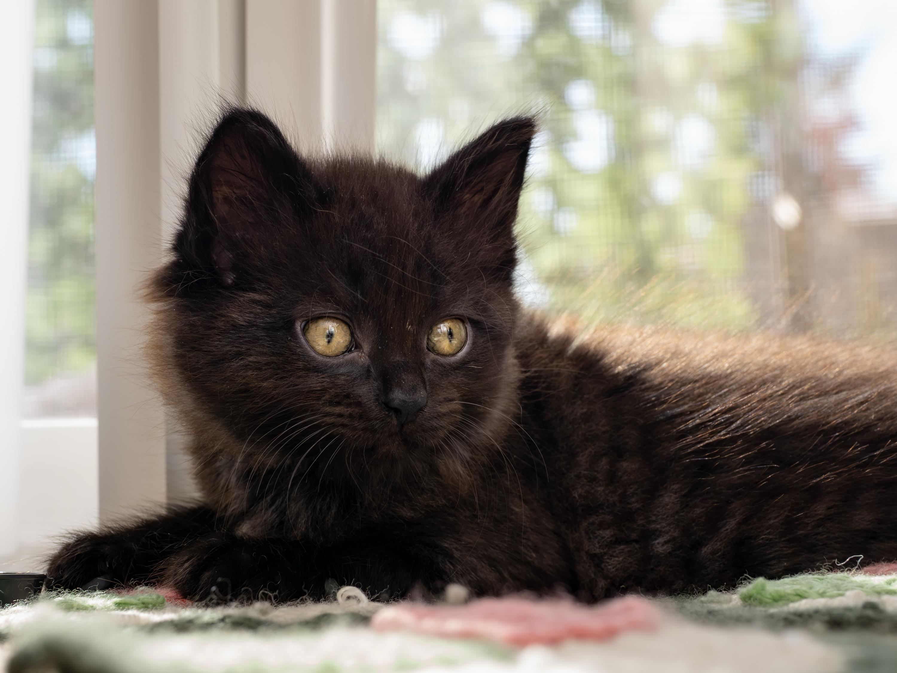 Enlarge Jack and Sparrow, an adopted Domestic Short Hair in Seattle, WA image 4/6