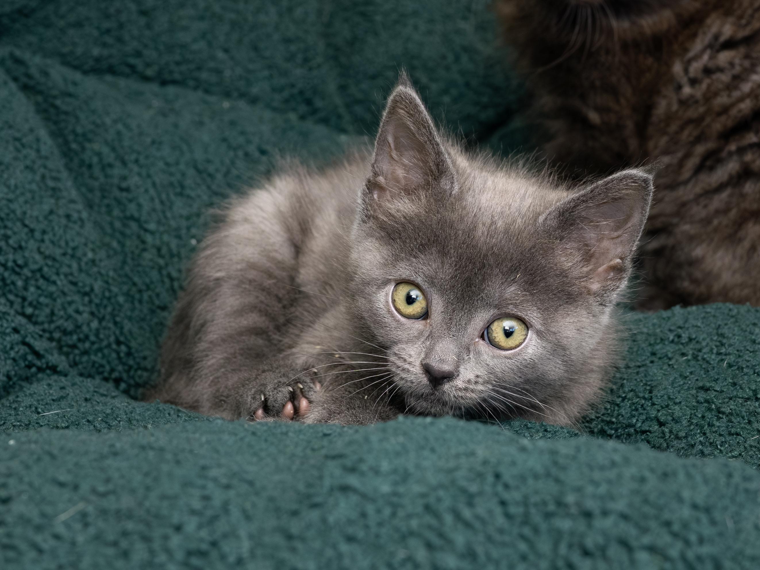 Enlarge Jack and Sparrow, an adopted Domestic Short Hair in Seattle, WA image 3/6