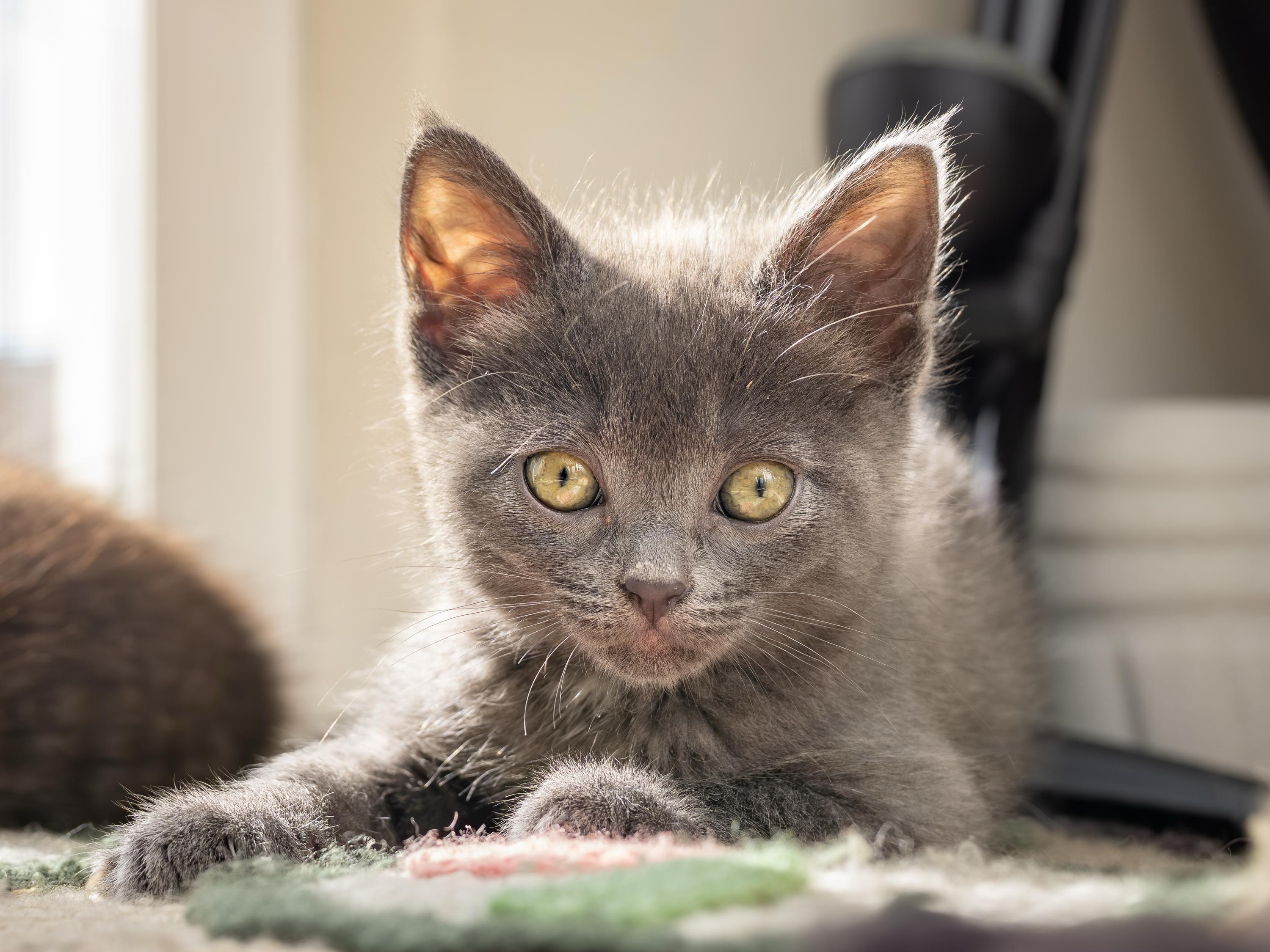 Enlarge Jack and Sparrow, an adopted Domestic Short Hair in Seattle, WA image 6/6