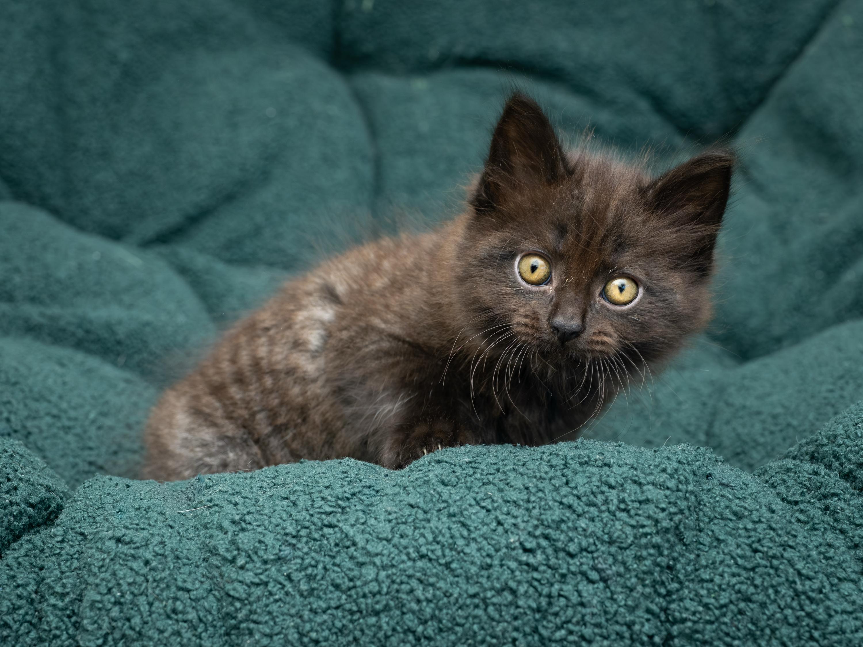 Enlarge Jack and Sparrow, an adopted Domestic Short Hair in Seattle, WA image 5/6