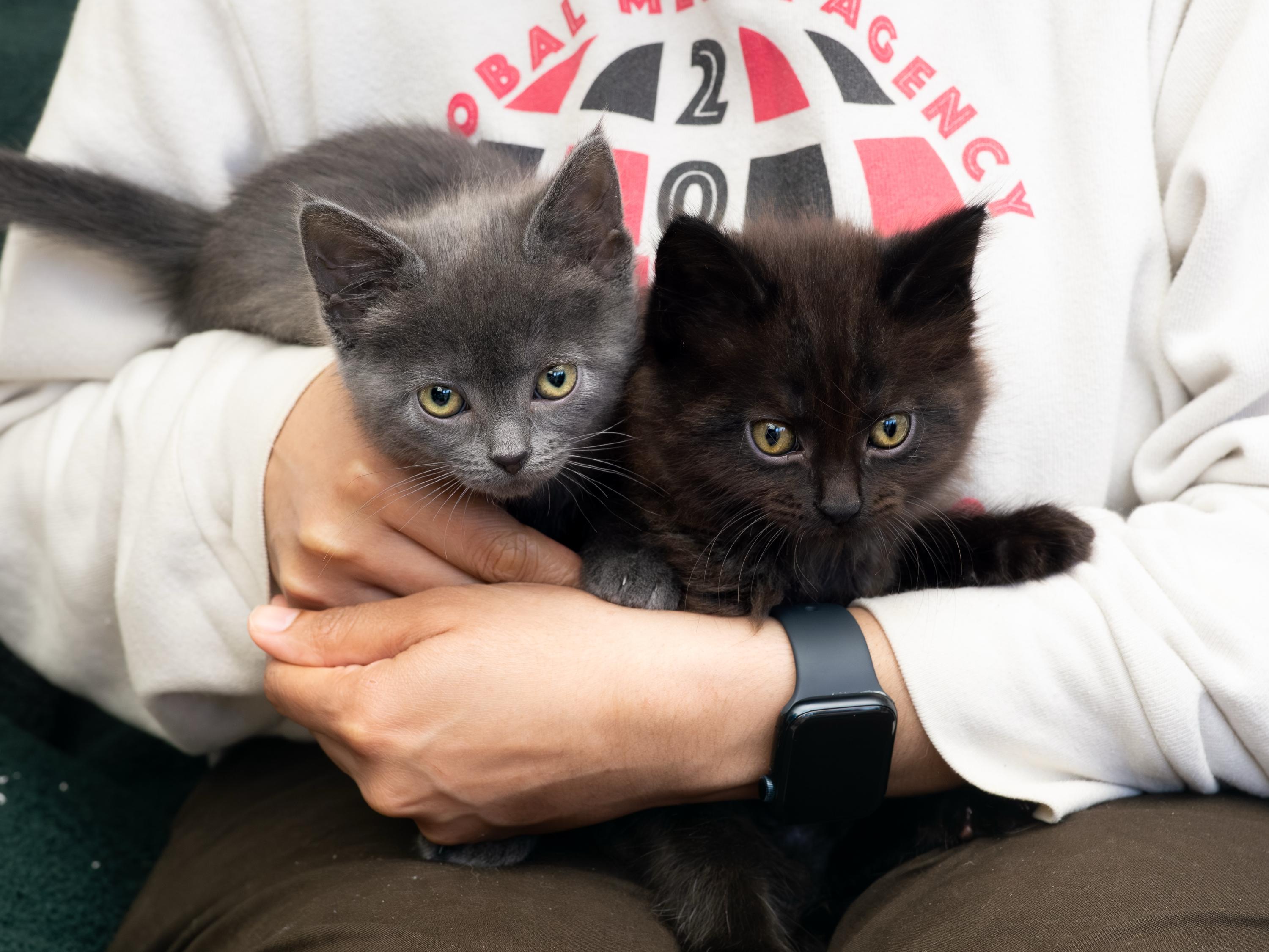 Jack and Sparrow, adopted, Kitten Female Domestic Short Hair.