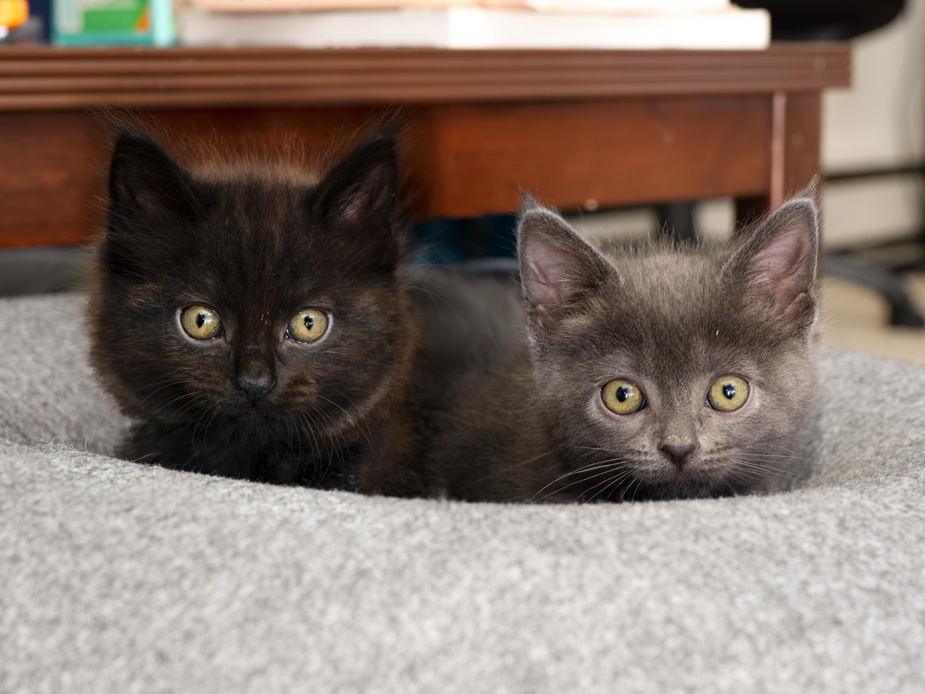 Enlarge Jack and Sparrow, an adopted Domestic Short Hair in Seattle, WA image 2/6