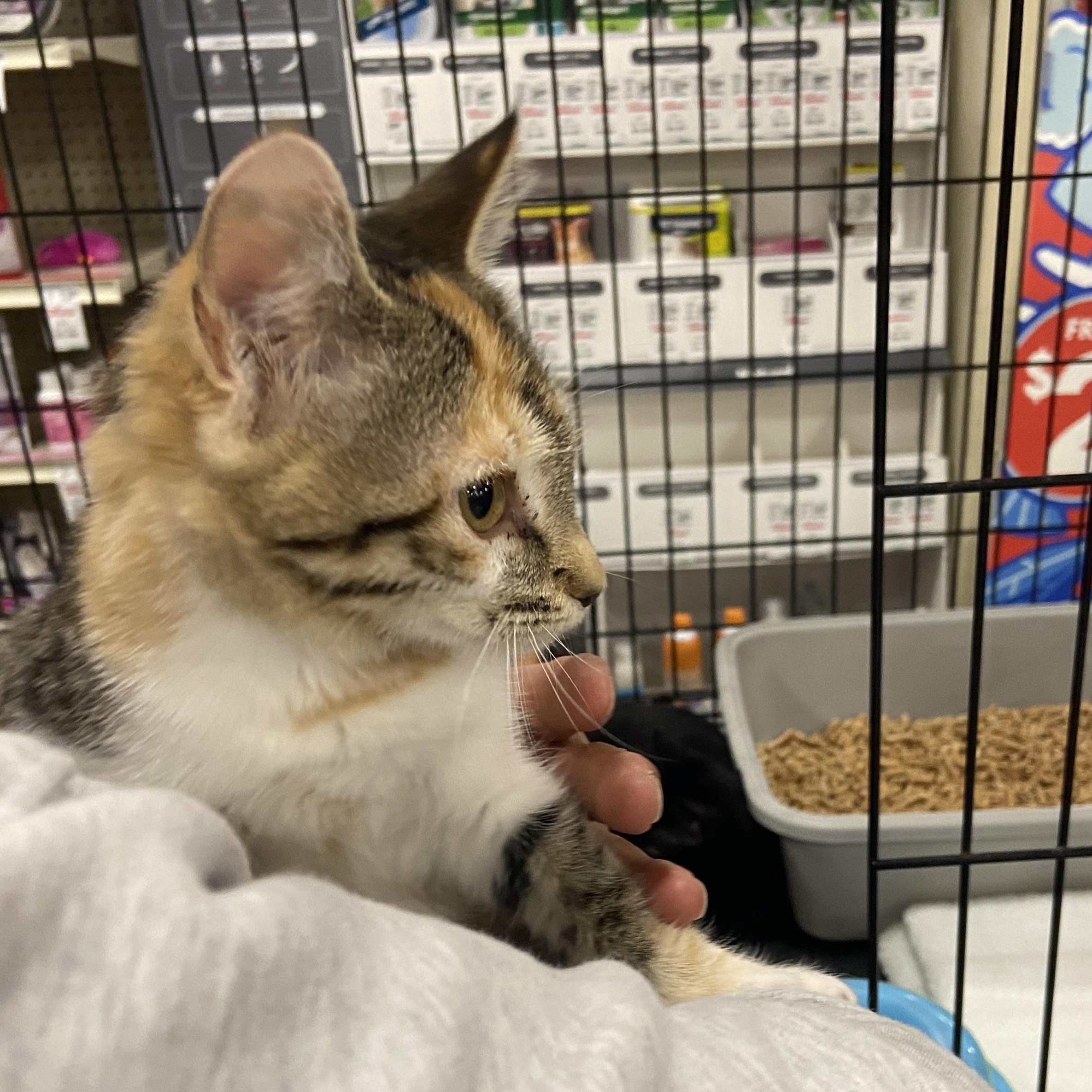 Sally, a Adoptable Domestic Short Hair in Salinas, CA image 2/2