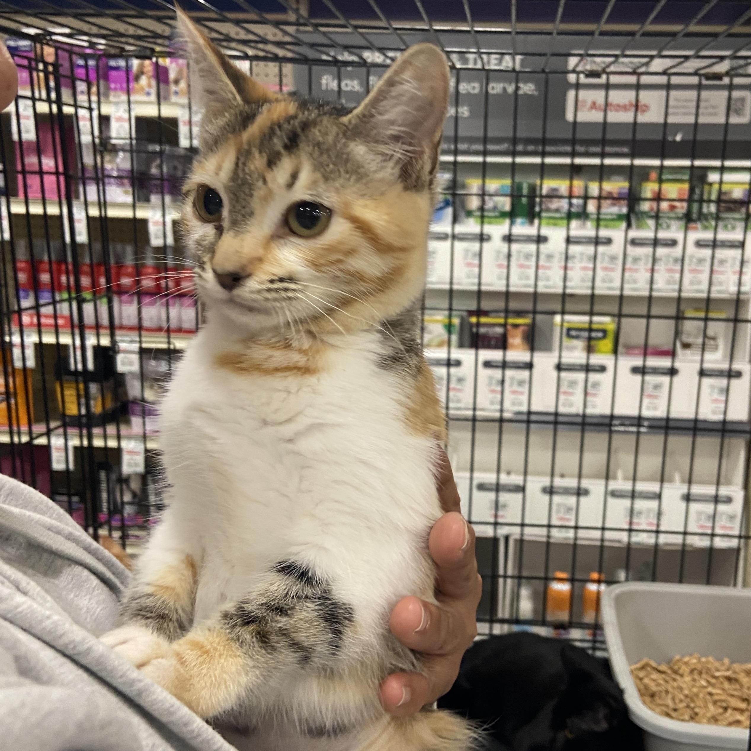 Sally, a Adoptable Domestic Short Hair in Salinas, CA image 1/2