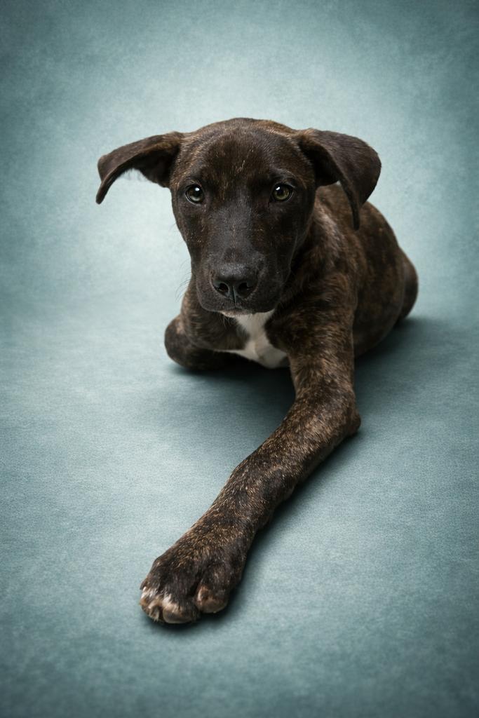 Enlarge Search, a Adoptable mixed breed in Florence, SC image 1/2