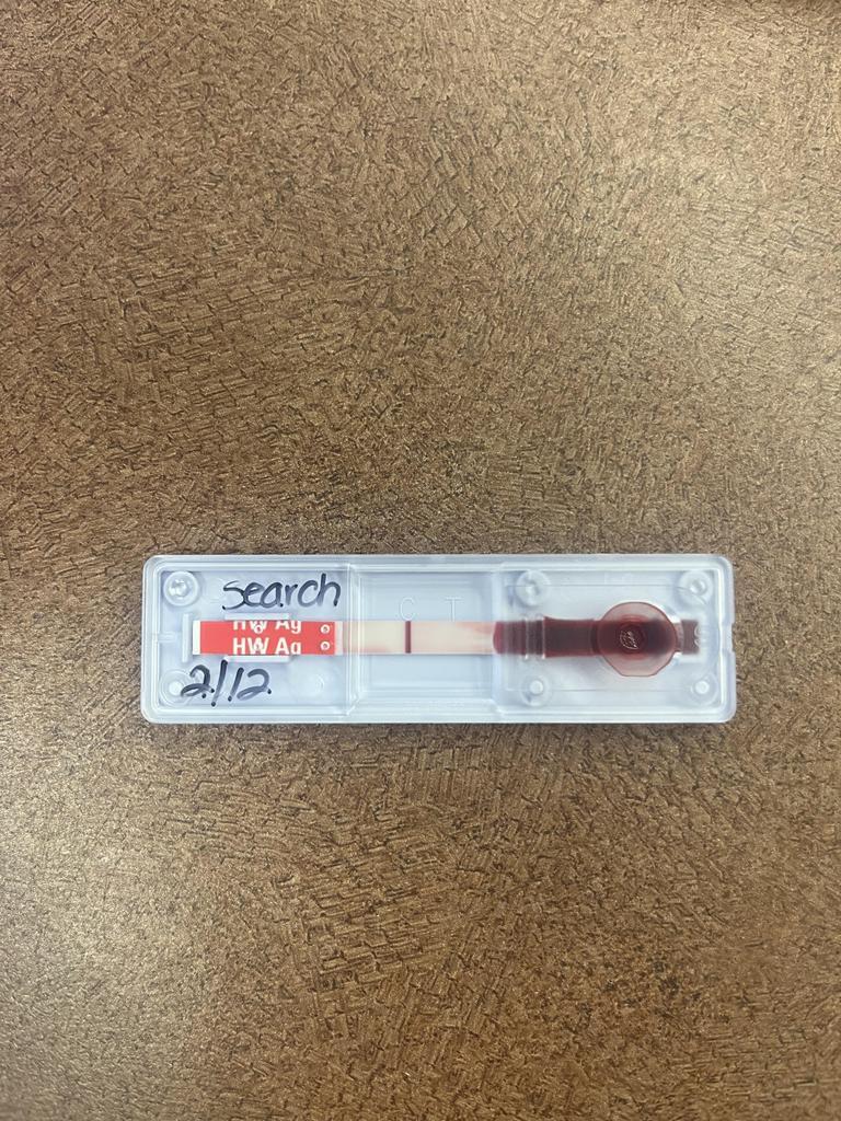 Enlarge Search, a Adoptable mixed breed in Florence, SC image 2/2