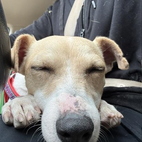 Enlarge Wilhelm, a Adoptable Jack Russell Terrier in Toronto, ON image 3/5