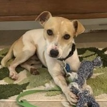 Enlarge Wilhelm, a Adoptable Jack Russell Terrier in Toronto, ON image 4/5