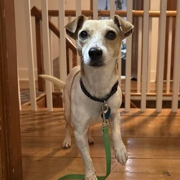 Enlarge Wilhelm, a Adoptable Jack Russell Terrier in Toronto, ON image 1/5
