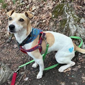 Enlarge Wilhelm, a Adoptable Jack Russell Terrier in Toronto, ON image 2/5