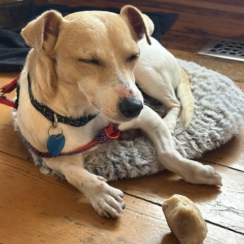 Enlarge Wilhelm, a Adoptable Jack Russell Terrier in Toronto, ON image 5/5