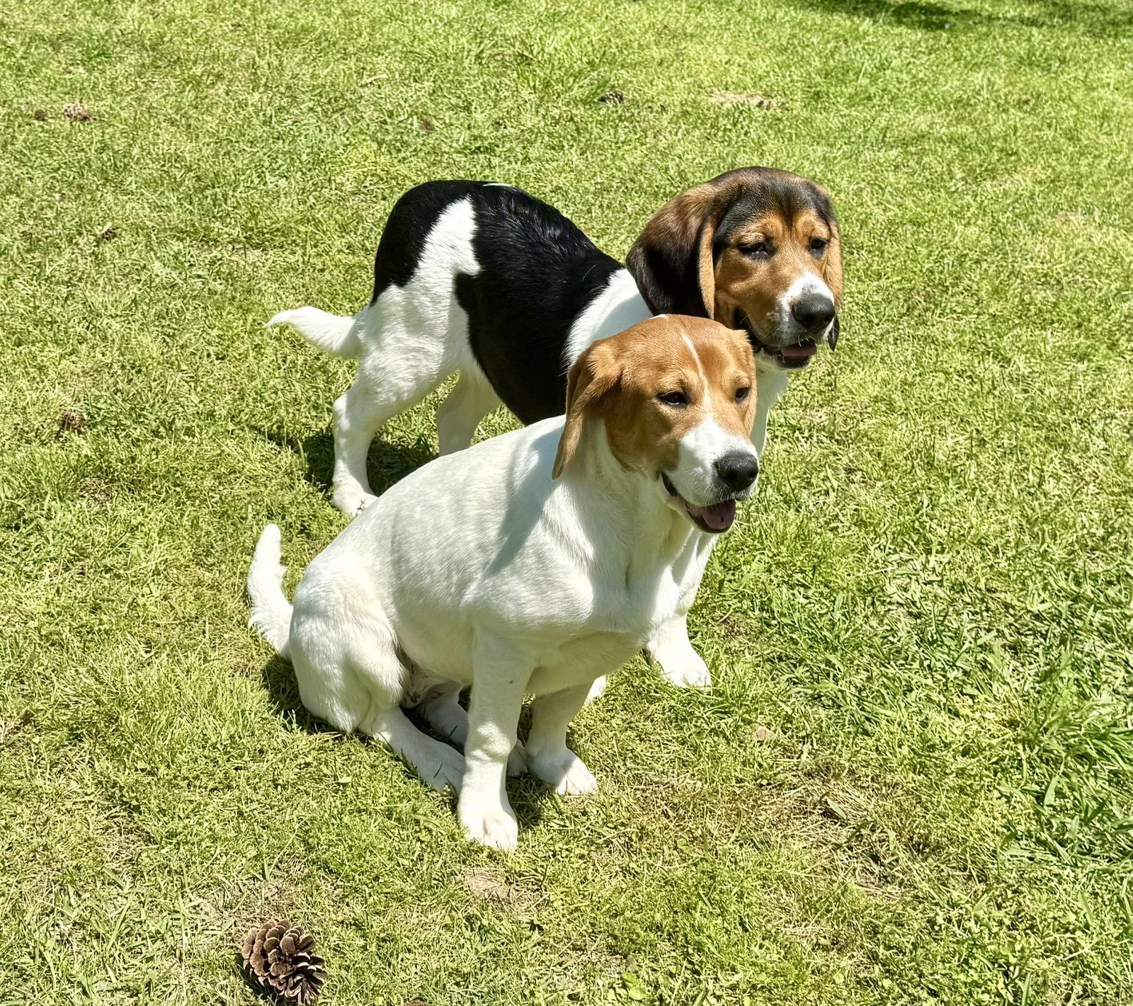 Dottie, Adoptable, Puppy Female Beagle & German Shepherd Dog.
