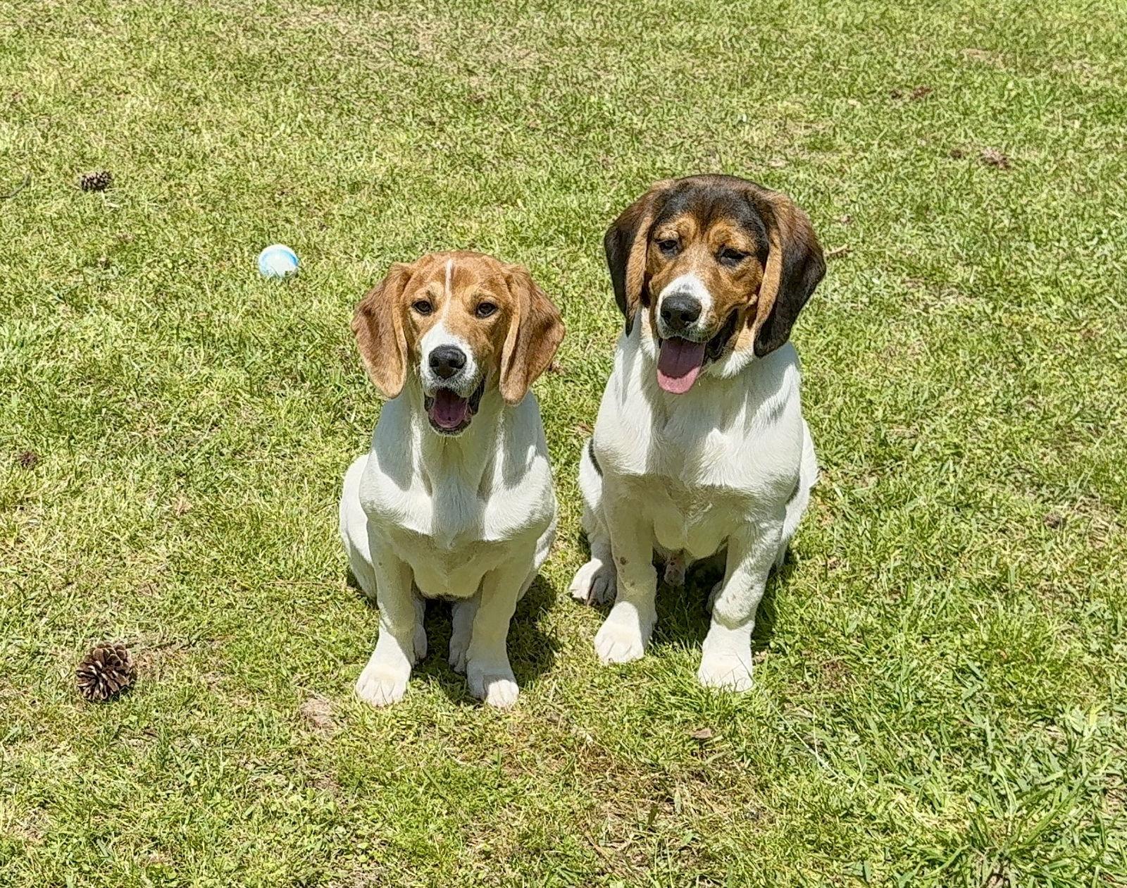 Enlarge Dottie, a Adoptable mixed breed in Texarkana, TX image 2/3