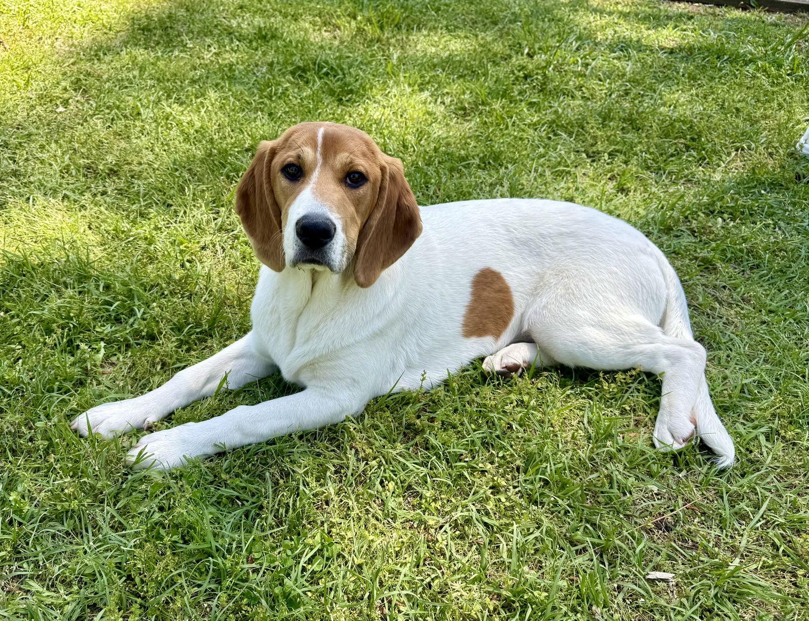 Enlarge Dottie, a Adoptable mixed breed in Texarkana, TX image 3/3