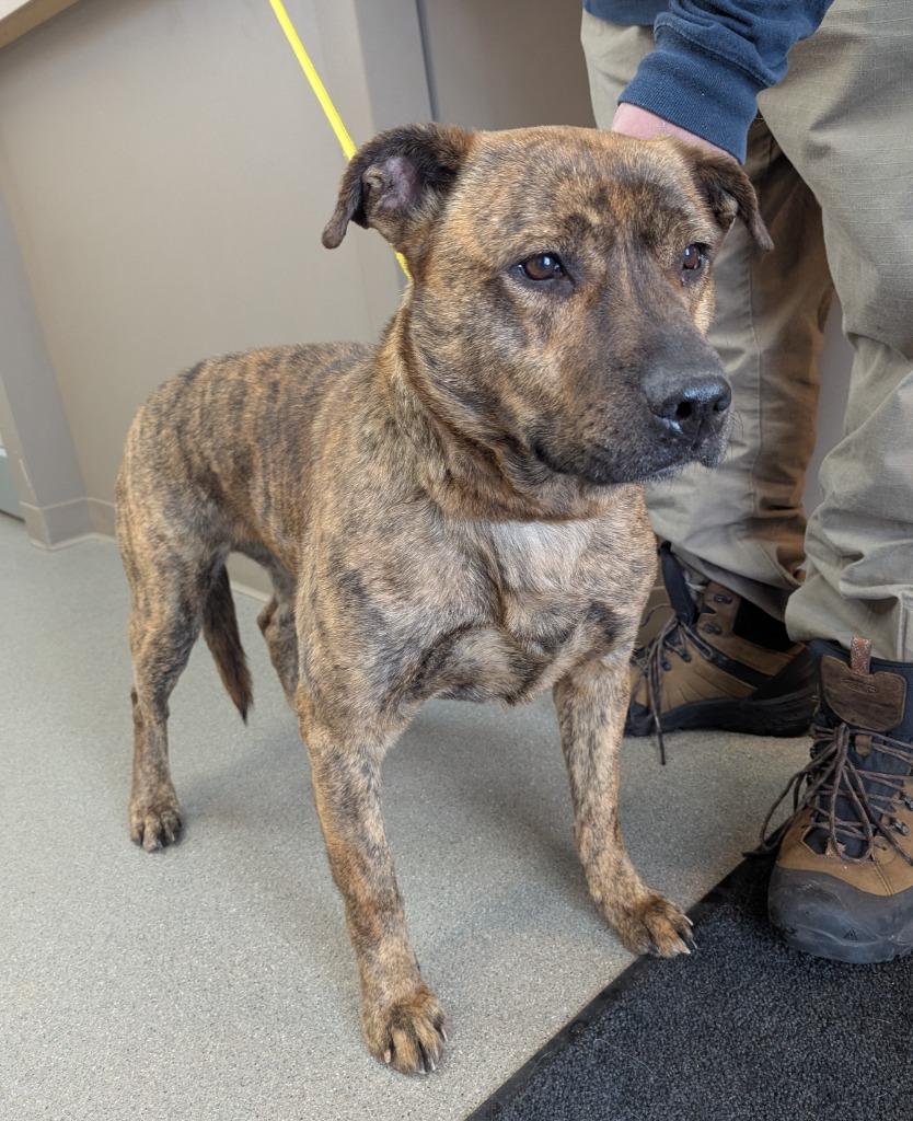 Beckham, Adoptable, Adult Male Pit Bull Terrier.