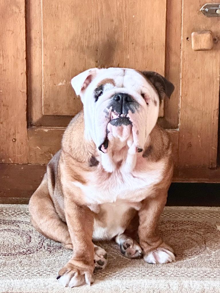 Enlarge Bailey, a Adoptable English Bulldog in Toronto, ON image 1/3
