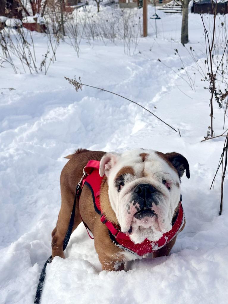 Enlarge Bailey, a Adoptable English Bulldog in Toronto, ON image 2/3
