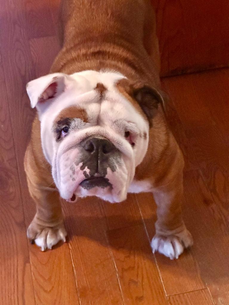 Enlarge Bailey, a Adoptable English Bulldog in Toronto, ON image 3/3