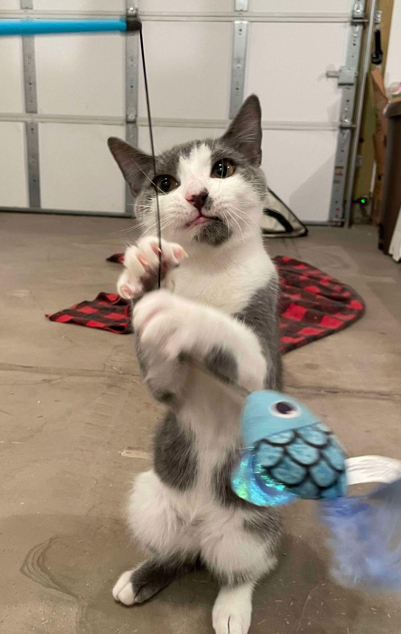 Iggy, Adoptable, Young Male Domestic Short Hair.