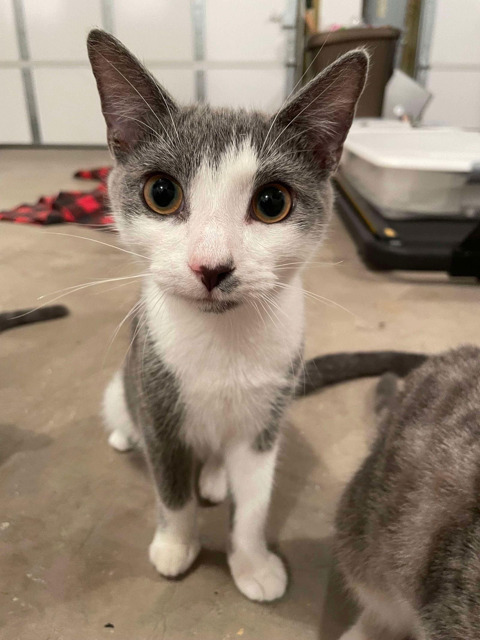 Iggy, a Adoptable Domestic Short Hair in Oakboro , NC image 2/3