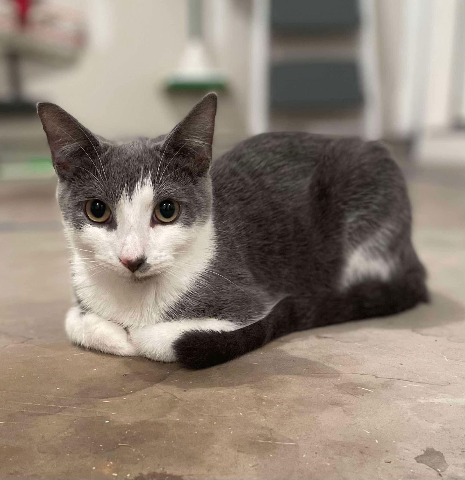 Iggy, a Adoptable Domestic Short Hair in Oakboro , NC image 3/3