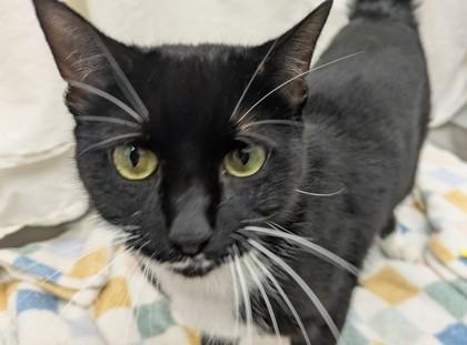 Enlarge Jet, a Adoptable Domestic Short Hair in Boulder, CO image 1/1