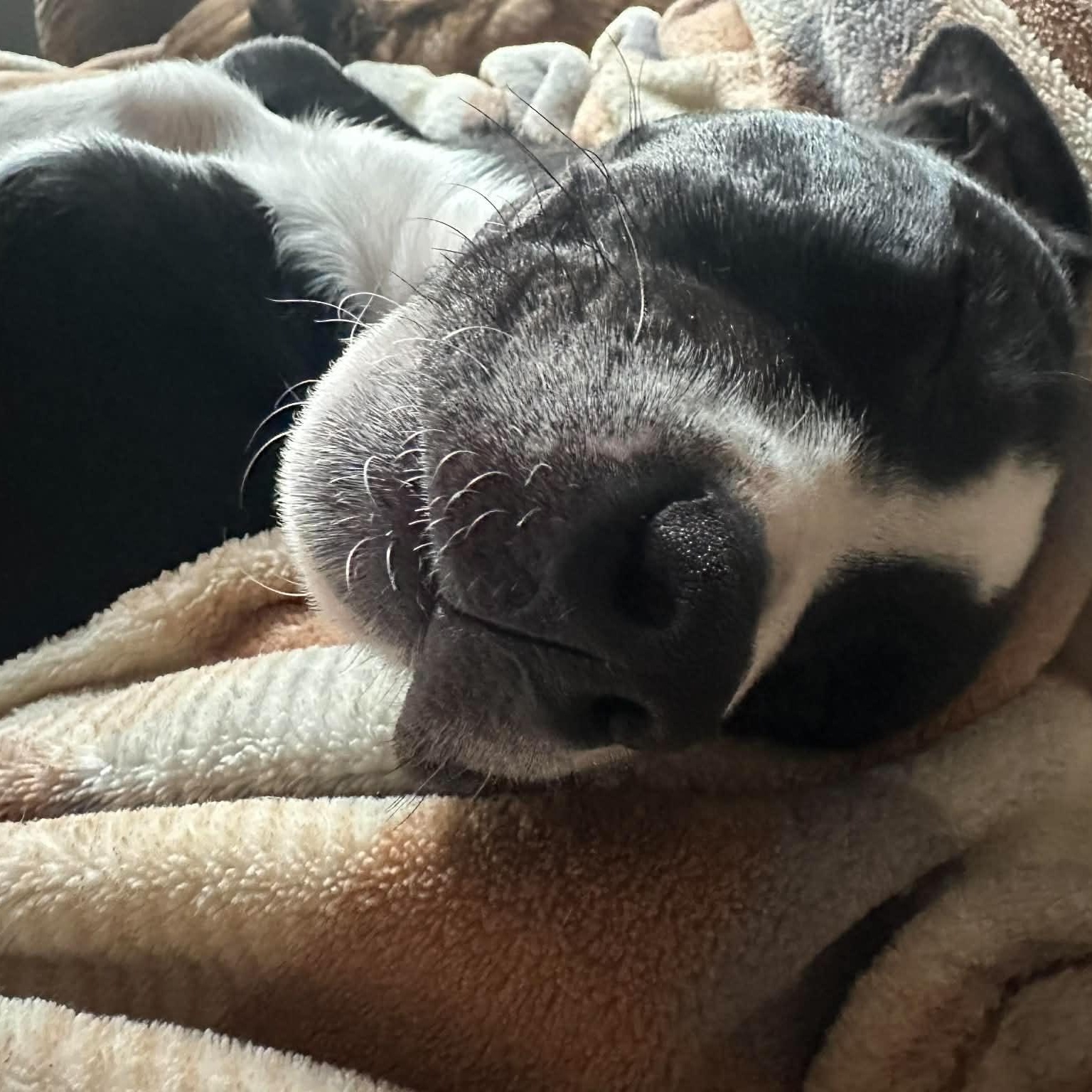 Enlarge Gabby, a Adoptable mixed breed in Kentwood, MI image 2/6