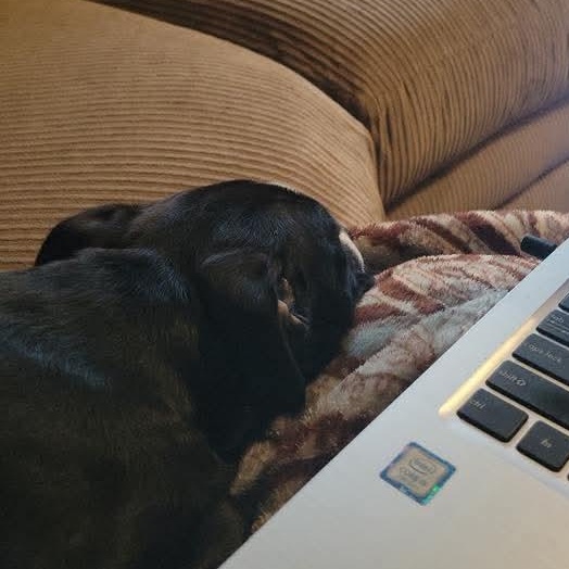 Enlarge Gabby, a Adoptable mixed breed in Kentwood, MI image 4/5