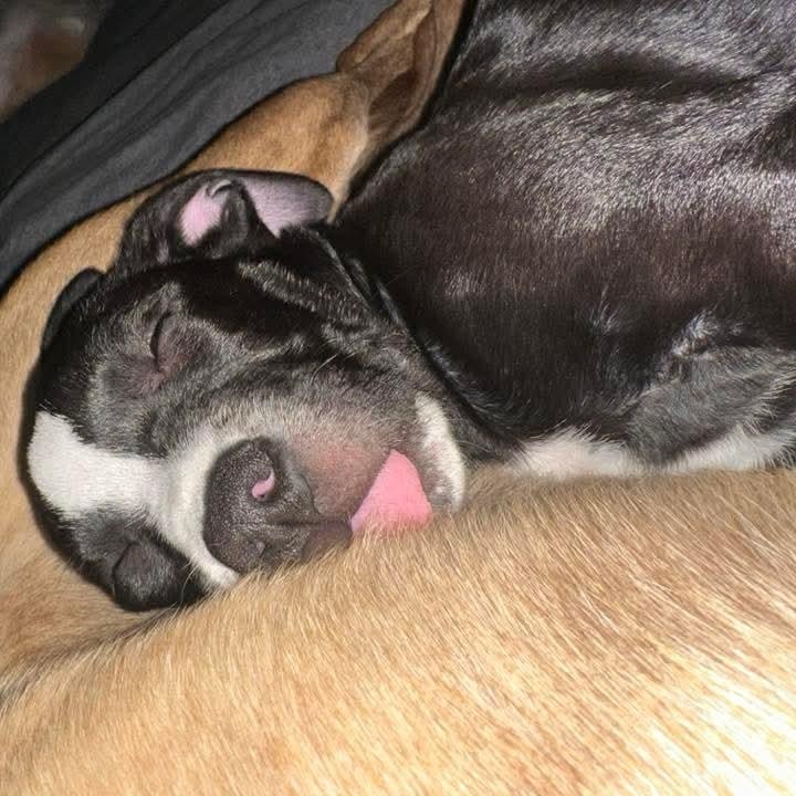 Enlarge Gabby, a Adoptable mixed breed in Kentwood, MI image 3/5